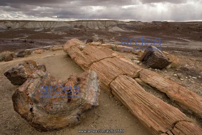 : Fossil tree trunks from c. 225 million years ago; : Fossil tree trunks from c. 225 million years ago;
