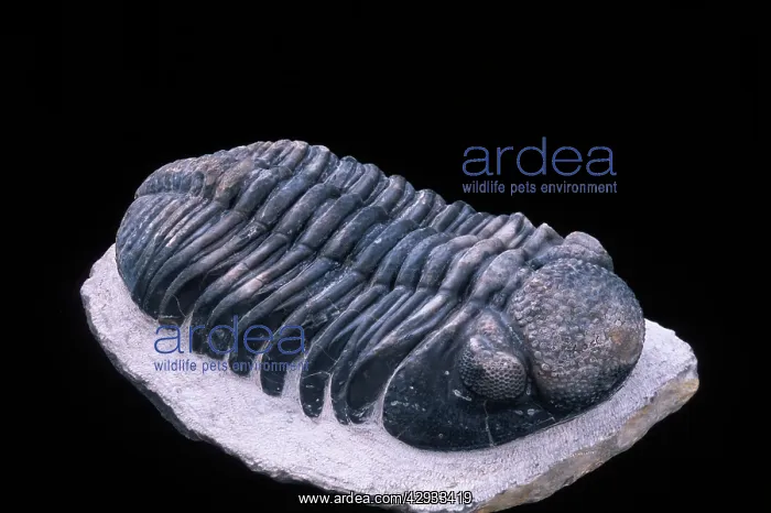 : Fossil: Trilobite : Fossil: Trilobite