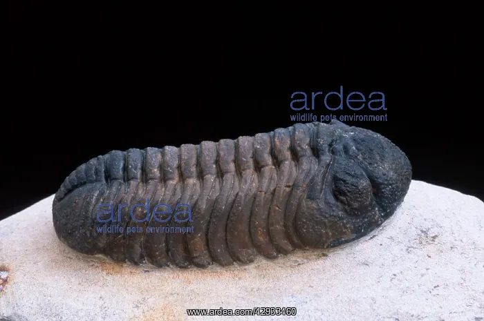 : Fossil: Trilobite : Fossil: Trilobite