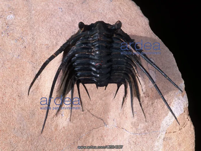 : Fossil: Trilobite : Fossil: Trilobite