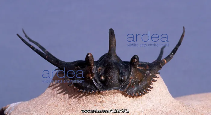 : Fossil: Trilobite : Fossil: Trilobite