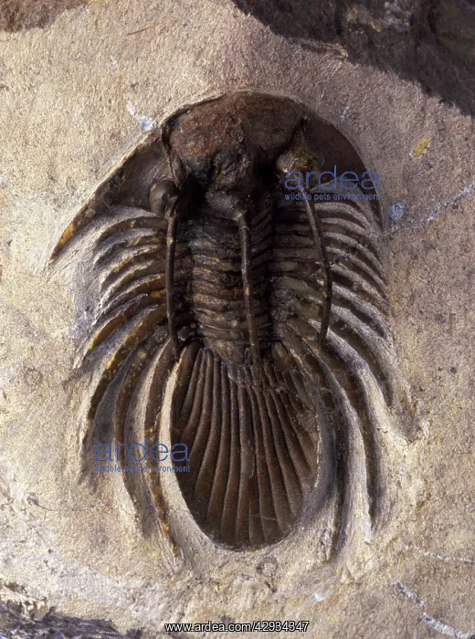 : Fossil: Trilobite : Fossil: Trilobite