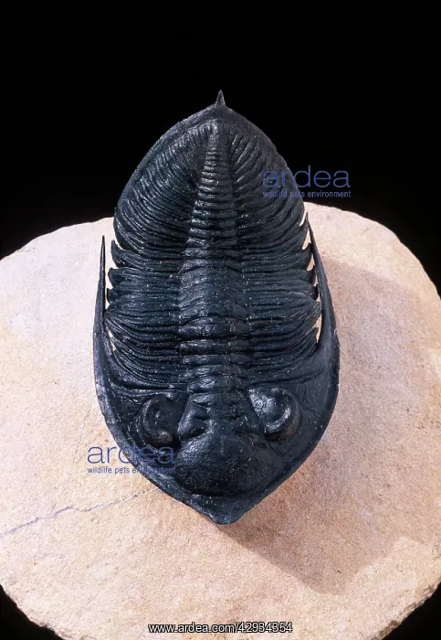 : Fossil: Trilobite : Fossil: Trilobite