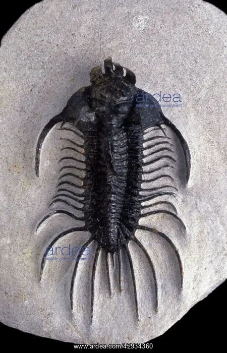 : Fossil: Trilobite : Fossil: Trilobite