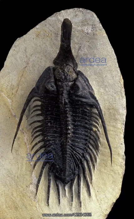  : Fossil: Trilobite