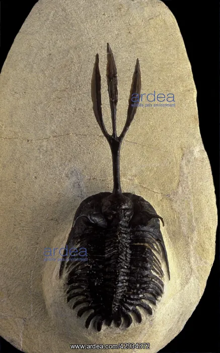 : Fossil: Trilobite : Fossil: Trilobite