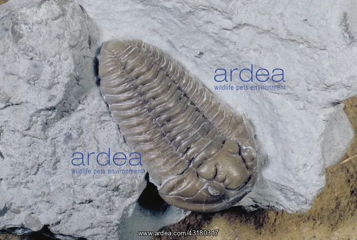 : Fossil trilobite : Fossil trilobite