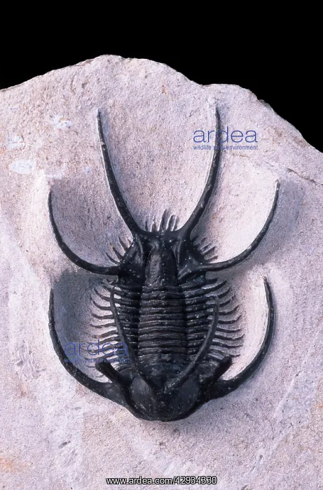 : Fossil: Trilobite Ceratarges : Fossil: Trilobite Ceratarges