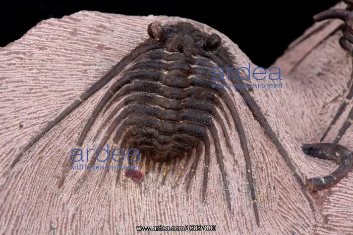 : Fossil Trilobite Devonian : Fossil Trilobite Devonian