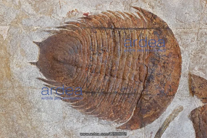 : Fossil Trilobite - Dikelokephalina : Fossil Trilobite - Dikelokephalina