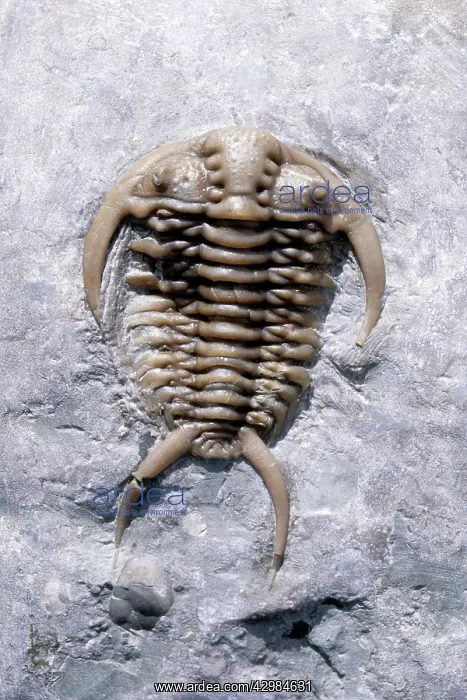 : Fossil - Trilobite -(probably: Ceraurus globulobatus) : Fossil - Trilobite -(probably: Ceraurus globulobatus)