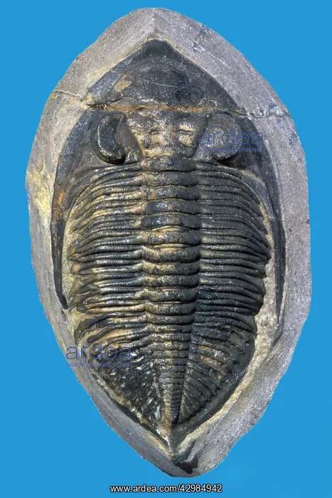 : Fossil: Trilobite - Species name - Odontocile - : Fossil: Trilobite - Species name - Odontocile -