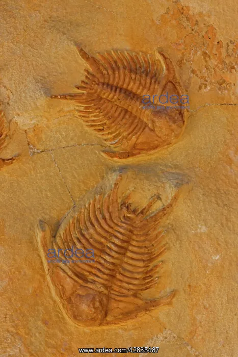 : Fossil Trilobites : Fossil Trilobites