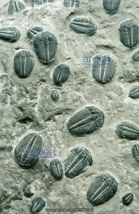 : FOSSIL - TRILOBITES : FOSSIL - TRILOBITES