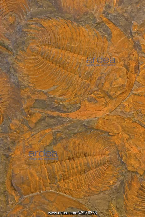 : Fossil Trilobites - Acadoparadoxides - Djebel Ougnat : Fossil Trilobites - Acadoparadoxides - Djebel Ougnat