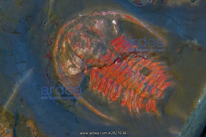 : Fossil - Trilobites. Early Cambrian : Fossil - Trilobites. Early Cambrian