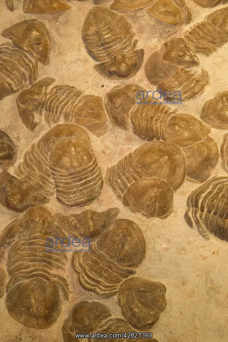 : Fossil Trilobites - Mass mortality-extinct marine : Fossil Trilobites - Mass mortality-extinct marine