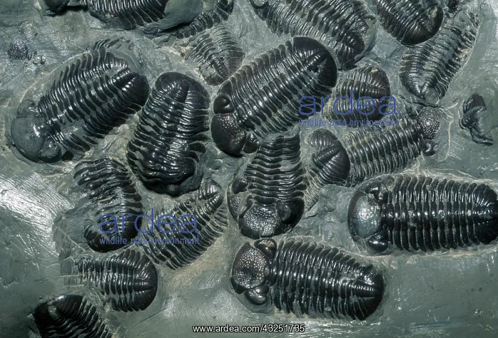 : Fossil Trilobites, (Phacops rana), Devonian : Fossil Trilobites, (Phacops rana), Devonian