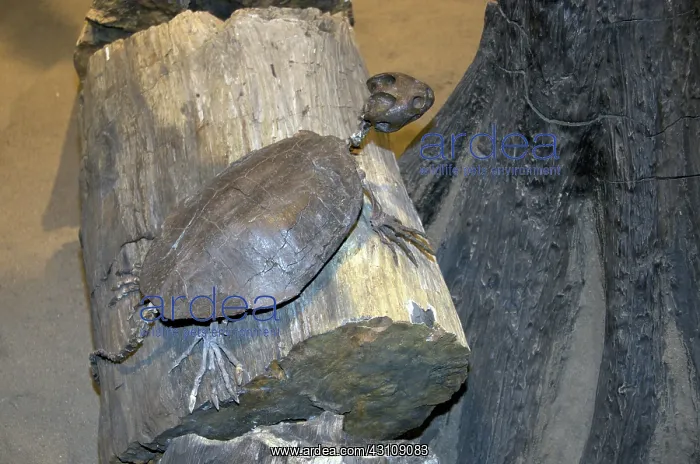 : Fossil Turtle Skeleton : Fossil Turtle Skeleton