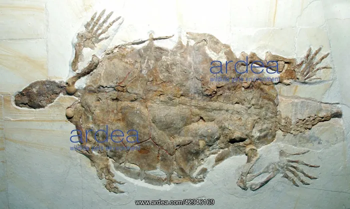 : Fossil Turtle / Terrapin : Fossil Turtle / Terrapin