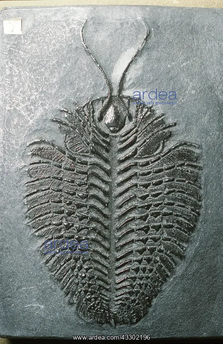 : FOSSIL - UNDERSIDE OF TRILOBITE : FOSSIL - UNDERSIDE OF TRILOBITE