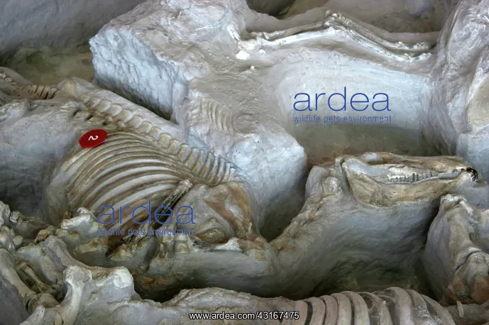  : Fossil vertebrates, Ashfall Fossil Beds, NE