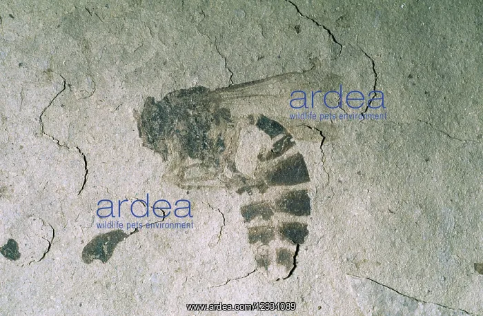 : Fossil Wasp - Eocene : Fossil Wasp - Eocene