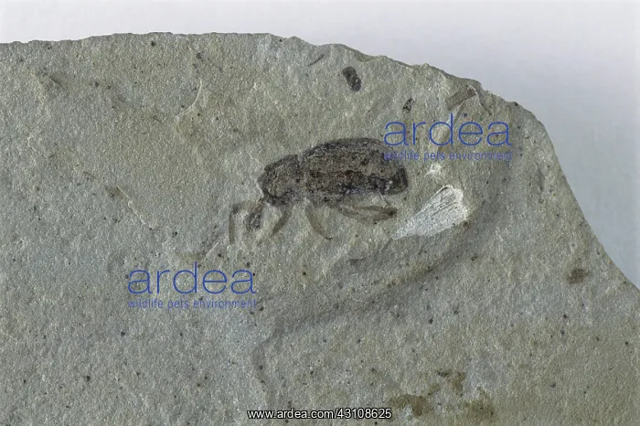 : Fossil Weevil : Fossil Weevil