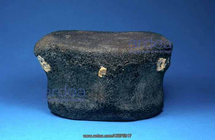 : Fossil Whale Vertebra : Fossil Whale Vertebra