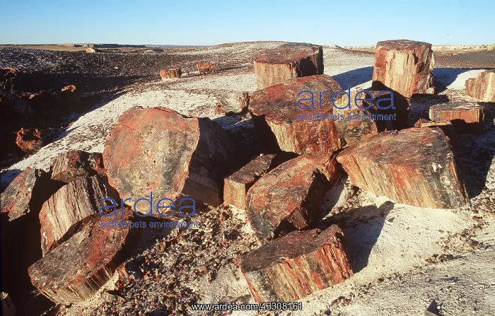 : FOSSIL - WOOD : FOSSIL - WOOD