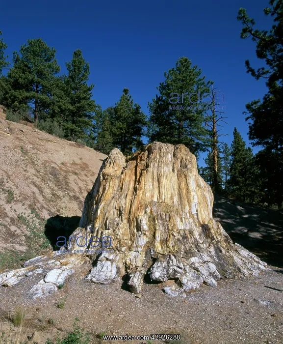 : Fossil Wood - Florissant Fossil Beds national Monument : Fossil Wood - Florissant Fossil Beds national Monument