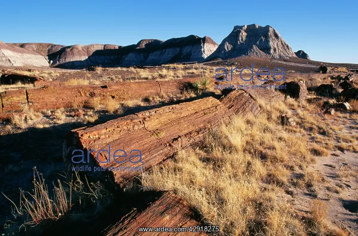 : FOSSIL WOOD - Petrified logs : FOSSIL WOOD - Petrified logs