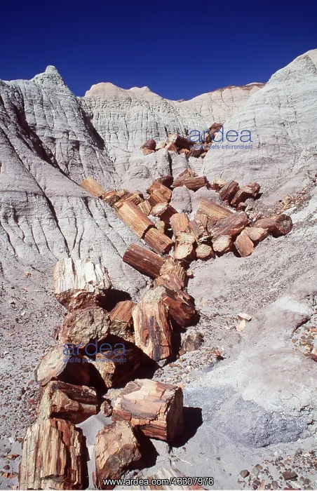 : FOSSIL WOOD - Petrified logs : FOSSIL WOOD - Petrified logs