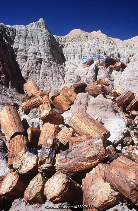 : FOSSIL WOOD - Petrified logs at Blue Mesa Chinle : FOSSIL WOOD - Petrified logs at Blue Mesa Chinle