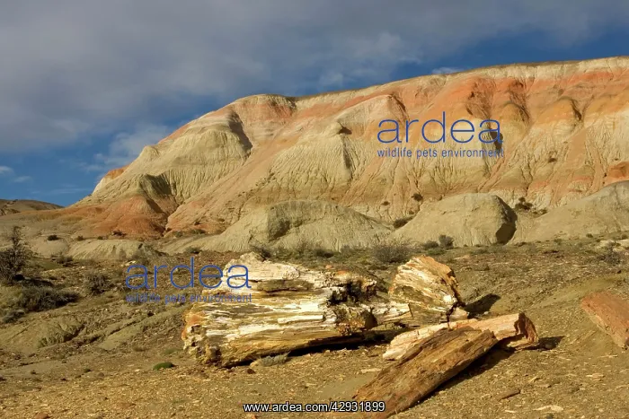 : Fossil Wood - Sarmiento Petrified Forest Provincial : Fossil Wood - Sarmiento Petrified Forest Provincial