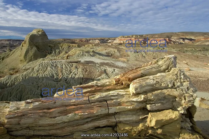 : Fossil Wood - Sarmiento Petrified Forest Provincial : Fossil Wood - Sarmiento Petrified Forest Provincial