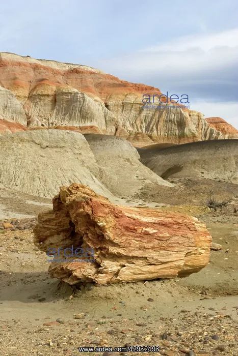 : Fossil Wood - Sarmiento Petrified Forest Provincial : Fossil Wood - Sarmiento Petrified Forest Provincial
