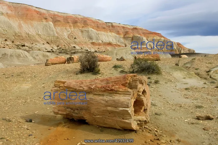  : Fossil Wood - Sarmiento Petrified Forest Provincial