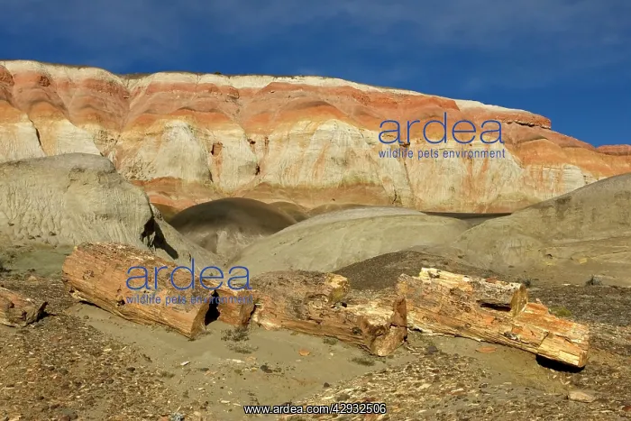 : Fossil Wood - Sarmiento Petrified Forest Provincial : Fossil Wood - Sarmiento Petrified Forest Provincial