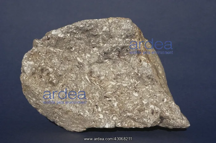 : Fossiliferous Limestone : Fossiliferous Limestone