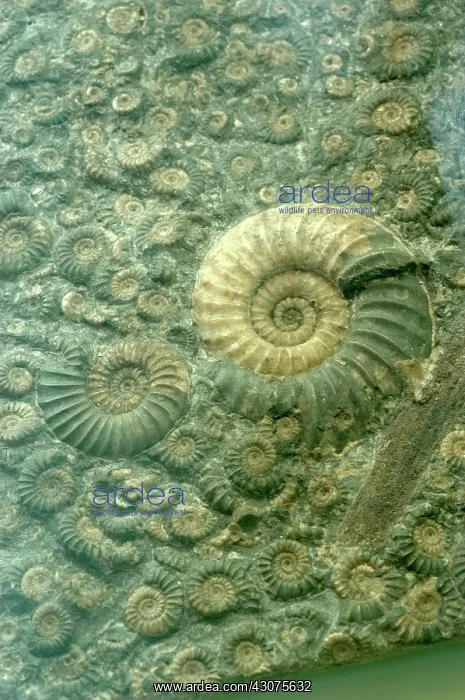: Fossiliferous Limestone : Fossiliferous Limestone