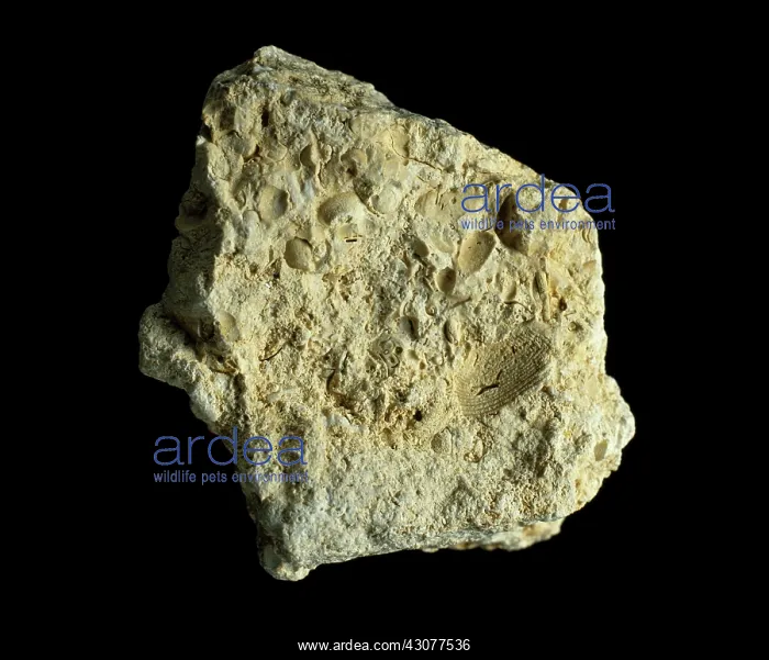 : Fossiliferous Limestone : Fossiliferous Limestone