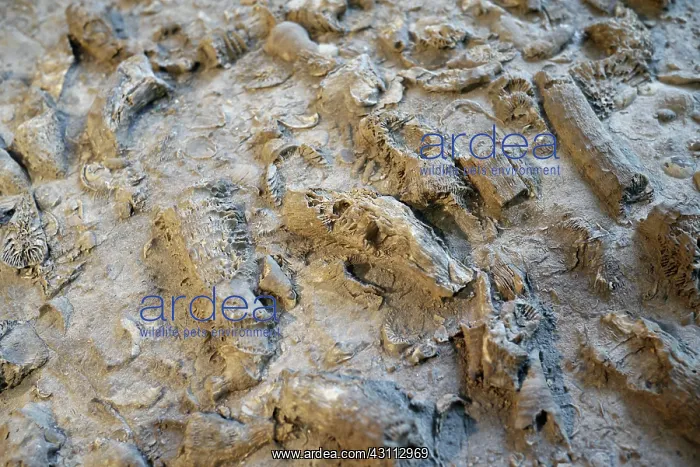 : Fossiliferous Limestone : Fossiliferous Limestone