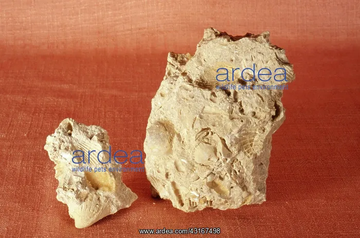 : Fossiliferous Limestone : Fossiliferous Limestone