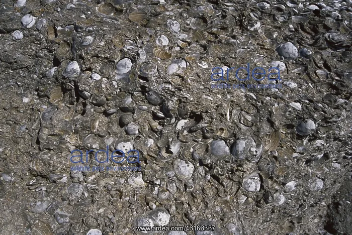 : Fossiliferous Marl : Fossiliferous Marl