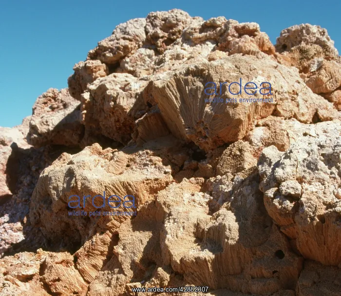 : Fossilised Coral : Fossilised Coral