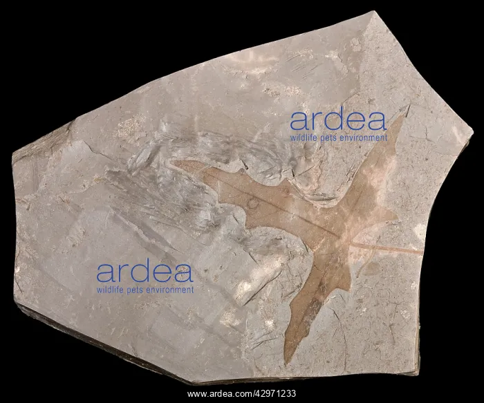 : Fossilised Leaf - Palmatilobed fossil leaf : Fossilised Leaf - Palmatilobed fossil leaf