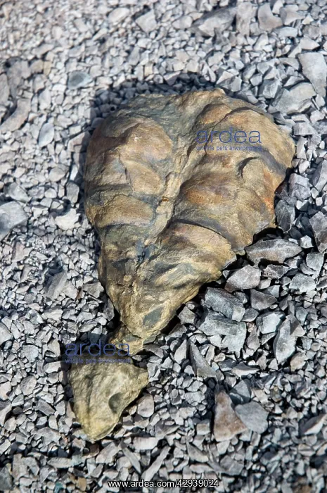 : Fossilised skeleton of the anapsid Eunotosaurus : Fossilised skeleton of the anapsid Eunotosaurus
