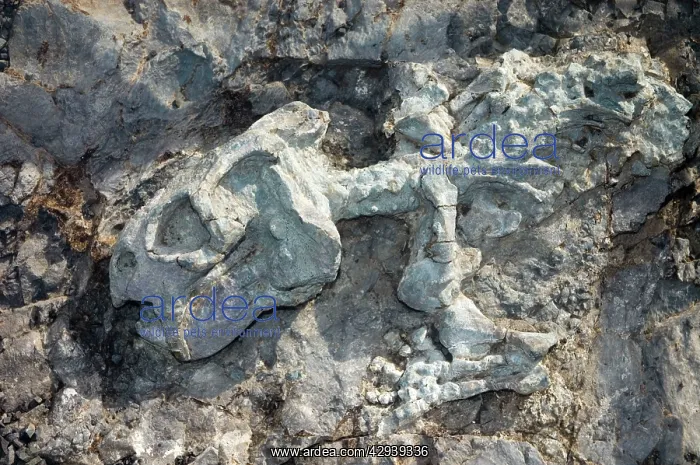 : Fossilised skeleton of Diictodon - mammal-like : Fossilised skeleton of Diictodon - mammal-like