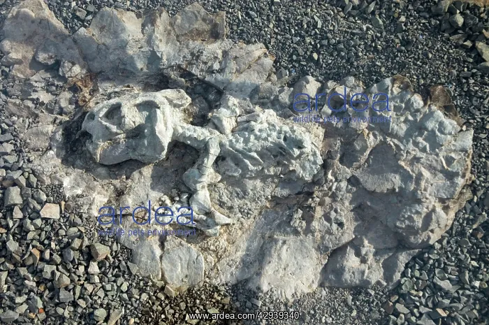 : Fossilised skeleton of Diictodon - mammal-like : Fossilised skeleton of Diictodon - mammal-like